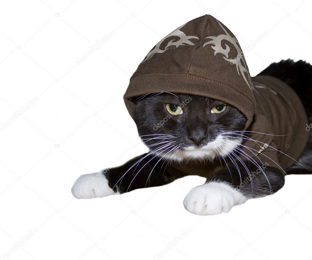 Cat with a hoody