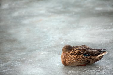 Mallard duck on the ice clipart