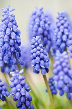 Field of Grape Hyacinths clipart