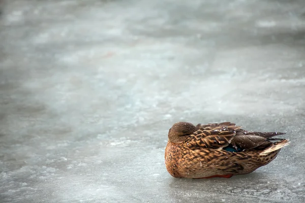 Buz üzerinde yeşilbaş ördek — Stok fotoğraf