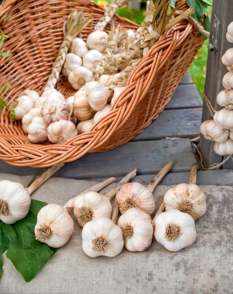 stock image Garlic basket still life