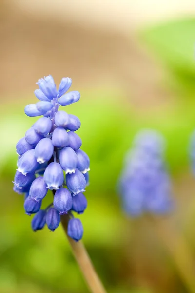 Виноград hyacinth — стокове фото
