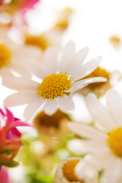 Hazy floral background — Stock Photo, Image