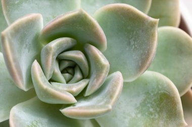 Macro of the Succulent plant clipart