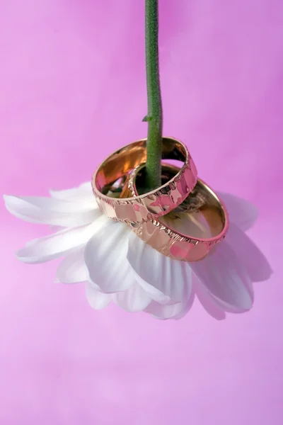 Rings on daisy — Stock Photo, Image