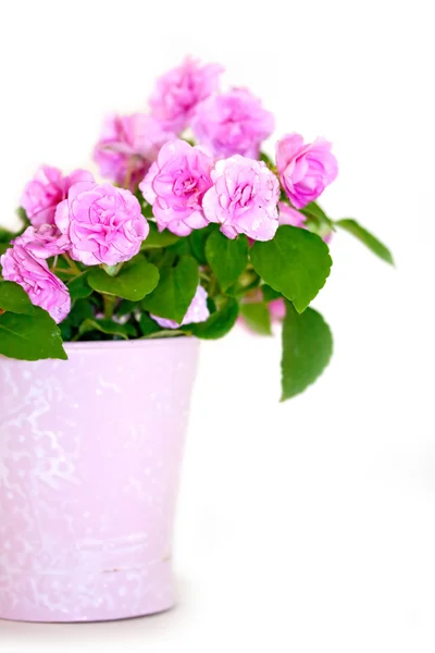 Rosa begonia — Stockfoto