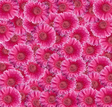 pembe gerbera daisy kolaj