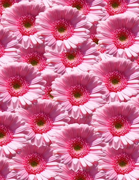 Colagem rosa Gerbera Daisy — Fotografia de Stock