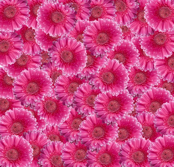 Коллаж Pink Gerbera Daisy — стоковое фото