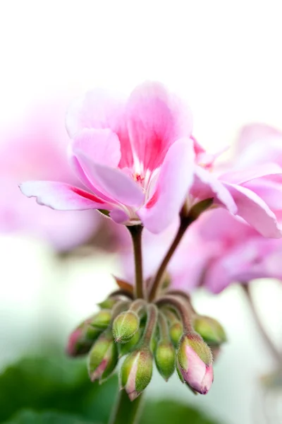 花园天竺葵 — 图库照片