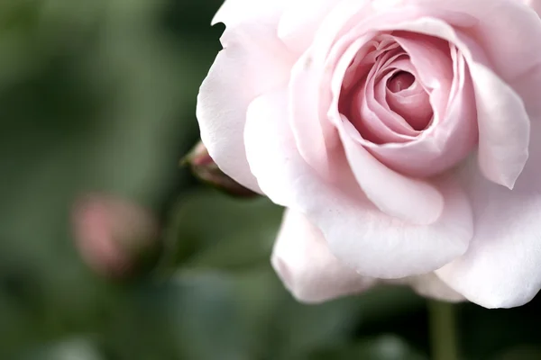 ピンクのバラの美しさ — ストック写真