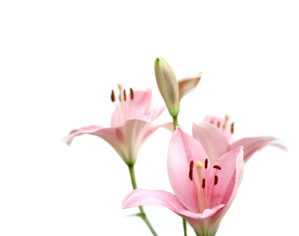 Lilly rosa su bianco — Foto Stock