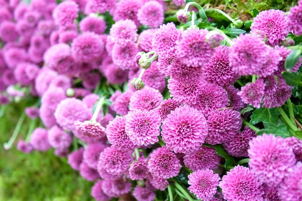 stock image Purple Dahlia