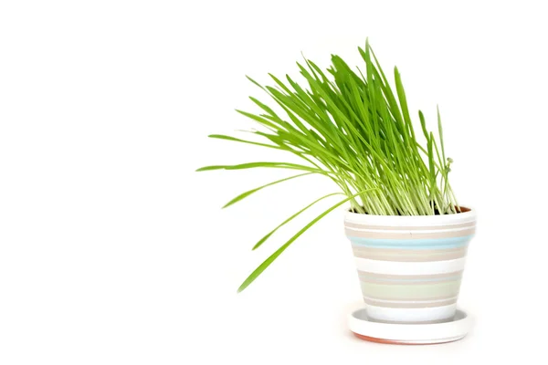 stock image Pot of green grass