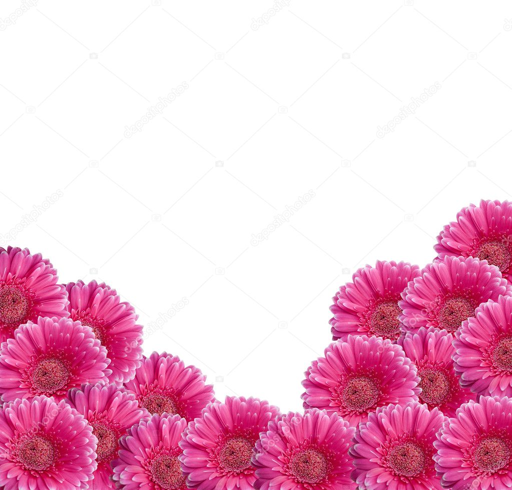 Pink Gerbera Daisy collage