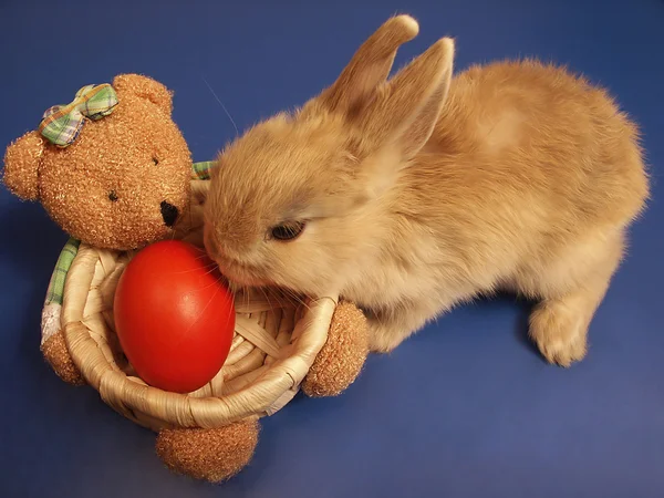 Conejo de Pascua y oso cesto con huevo — Foto de Stock