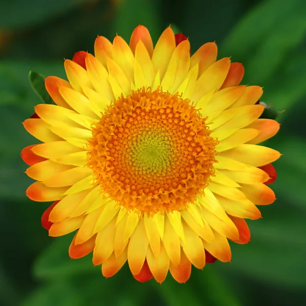 Zahradní sluneční květinou — Stock fotografie