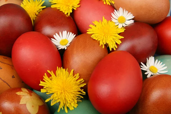 Velikonoční vejce s heřmánkem a pampeliška — Stock fotografie