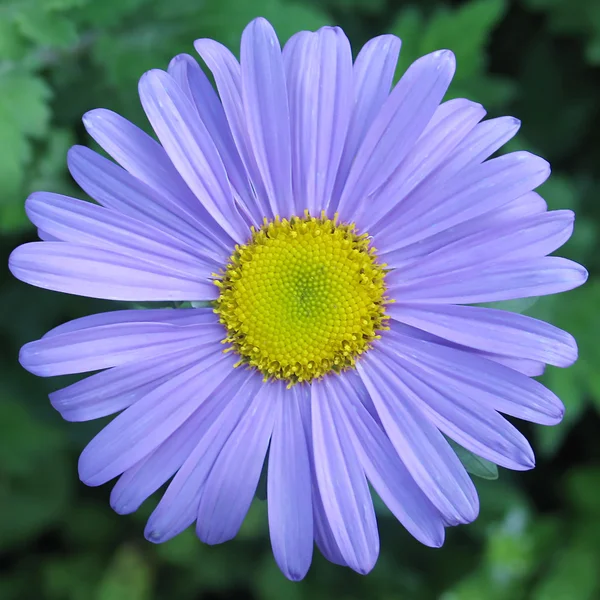 Blue gerber flower — Stock Photo, Image