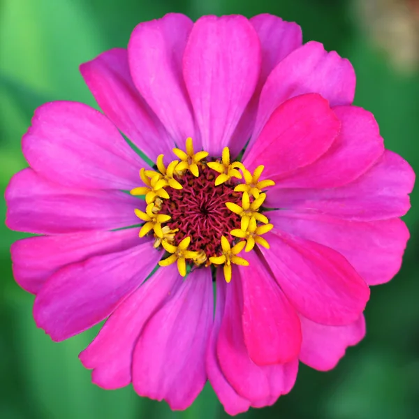 Flor de zinnia lila —  Fotos de Stock