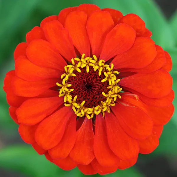 stock image Red zinnia flower