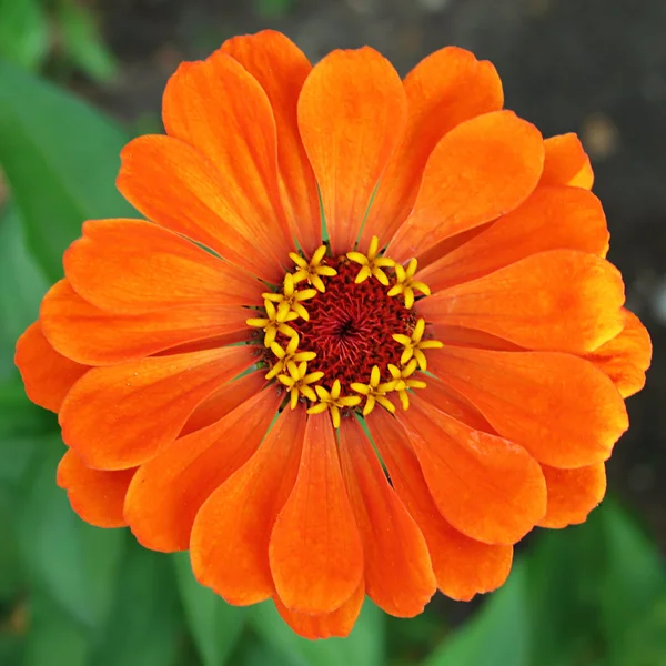 stock image Orange zinnia flower