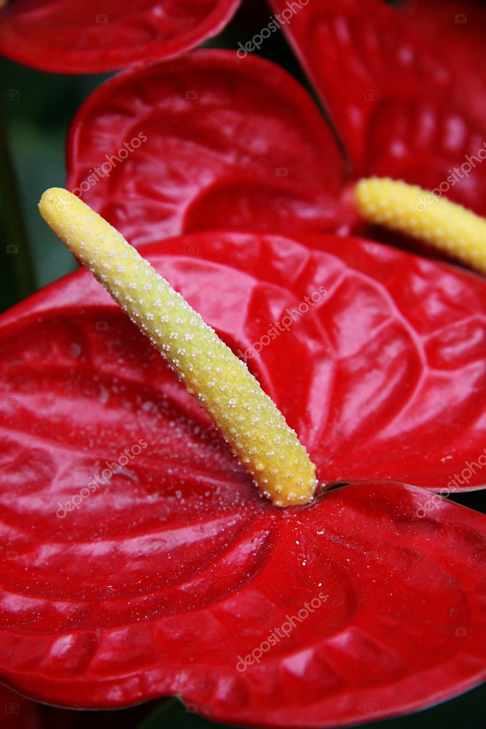 Anthurische Blüte — Stockfoto © #2359887