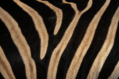 Afrikalı bir zebra derisi detaylar