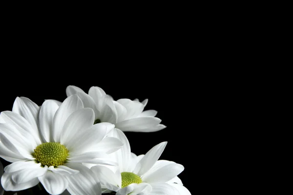 stock image White chrysanthemum greeting card