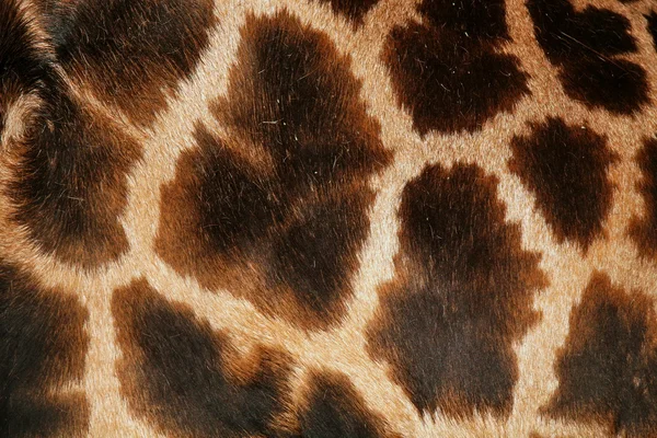 Hautdetail einer afrikanischen Giraffe — Stockfoto