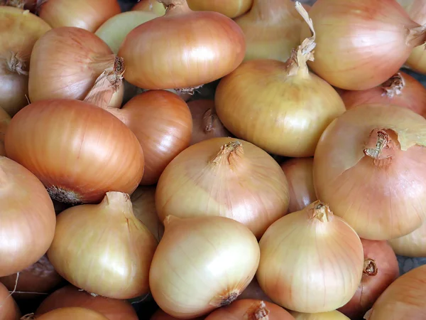 Stock image Onion