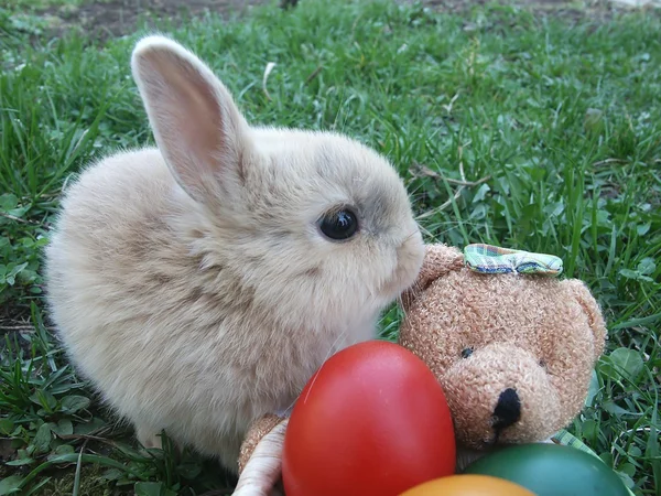 Conejo de Pascua en la hierba — Foto de Stock