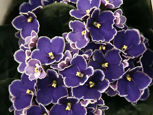 Saintpaulia - blauwe Afrikaanse violet — Stockfoto