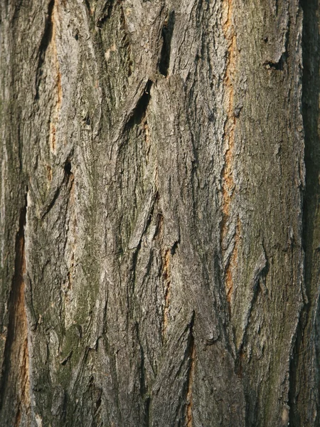 Kora drzewa świętojańskiego — Zdjęcie stockowe