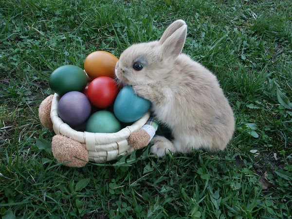 Bunny smell easter eggs in basket — Stock Photo, Image