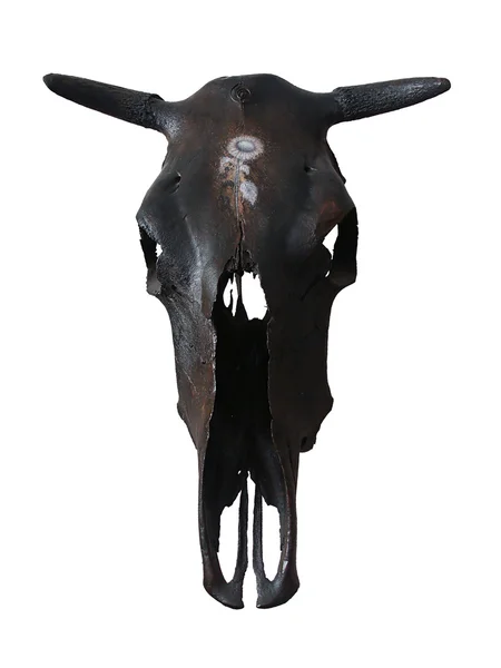 Vaca preta skullisolated no branco — Fotografia de Stock