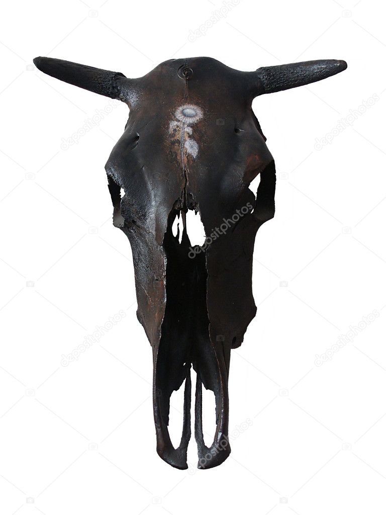 Black cow skullisolated on white