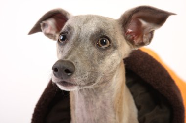 Portrait of a whippet clipart