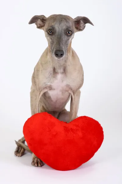 Whippet de Valentim com coração vermelho — Fotografia de Stock
