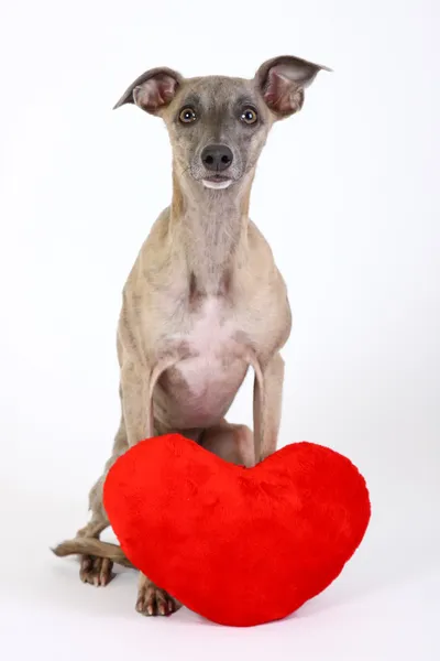 Whippet with red heart — Stock Photo, Image