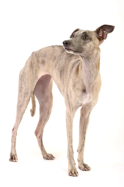 Whippet écoute — Photo