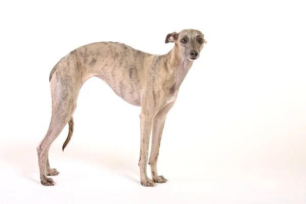 Whippet looking — Stock Photo, Image