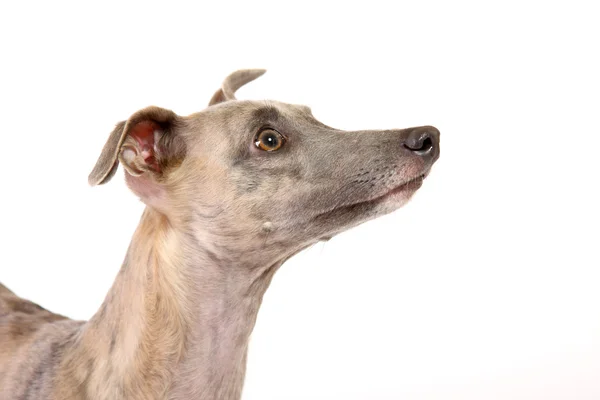 Portrait of a whippet — Stock Photo, Image