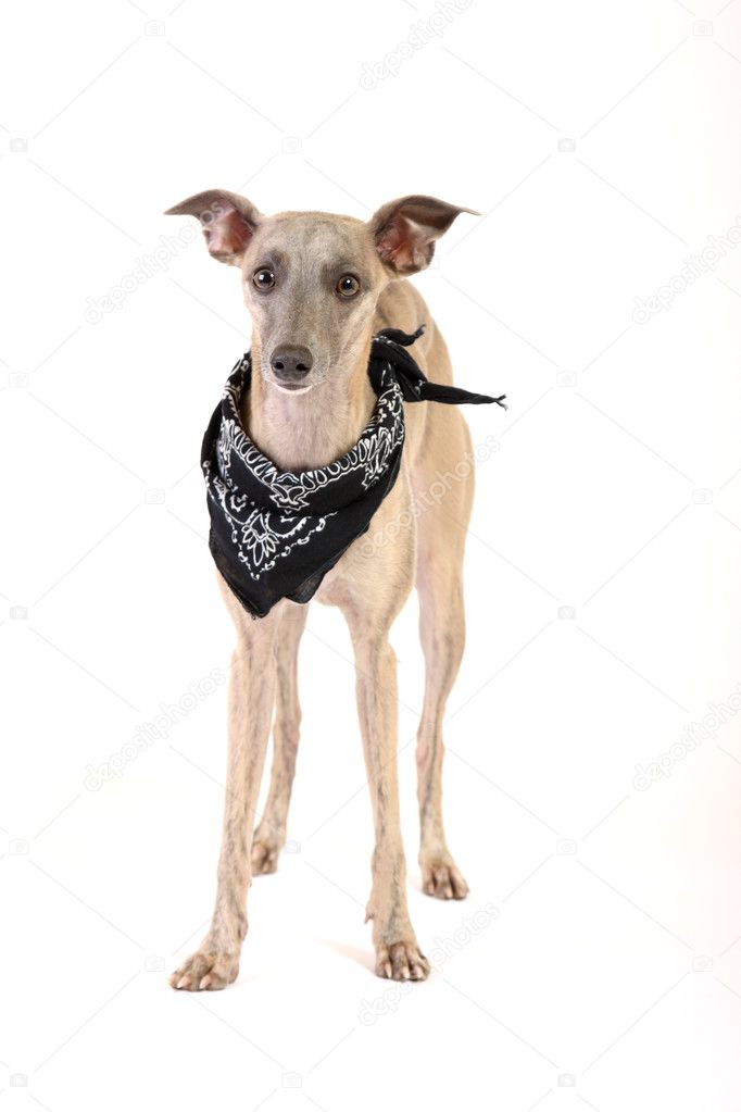 Whippet looking