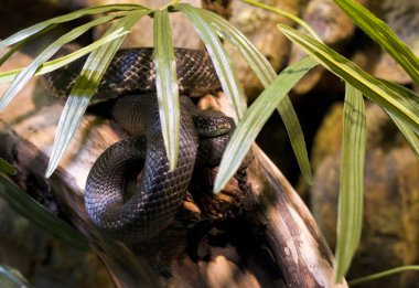 Siyah Ratsnake (Pantherophis obsoletus)