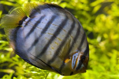 Discus (Symphysodon Aeqifasciata)