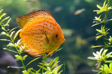 Discus balığı