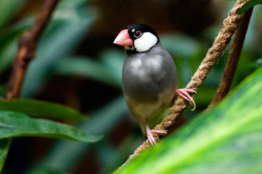 Java Sparrow (Padda Oryzivora) clipart