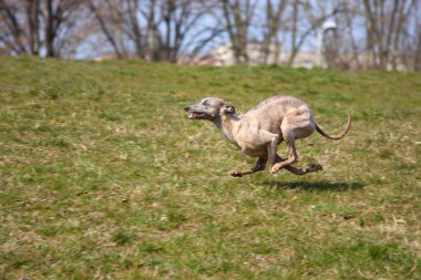 Whippet running clipart