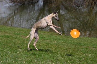 Whippet playing clipart